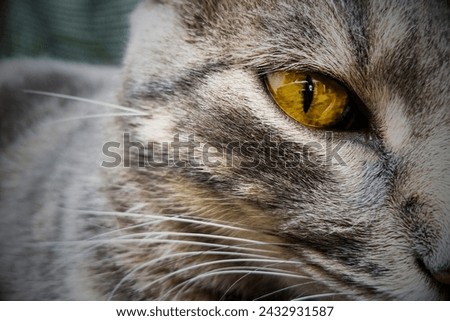 Cat's eyes, House cat, tomcat, animal portrait, Cat's whiskers, Royalty-Free Stock Photo #2432931587