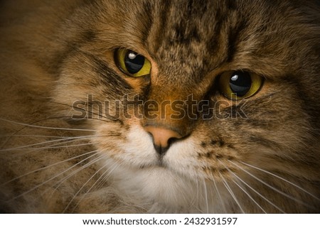 Cat's eyes, House cat, tomcat, animal portrait, Cat's whiskers,