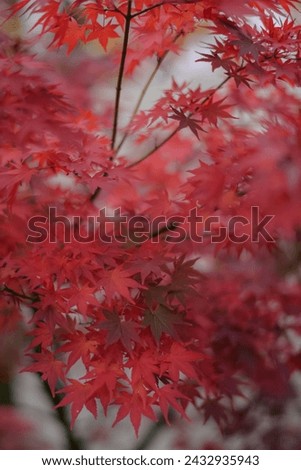 Abstract beauty of fall in Kyoto, where red and orange maple leaves dance in the breeze. A peaceful and idyllic scene in nature embrace.