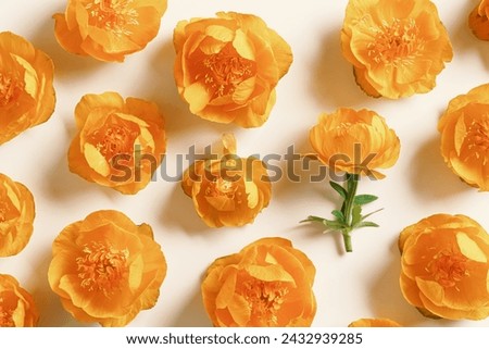Spring seasonal styling, minimal style pattern from delicate flowers peony orange colored on beige background, nature design flat lay spring season, natural blossoming blooms, top view composition