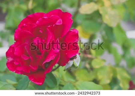 Burgundy colored roses in bloom. 