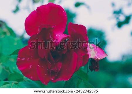 Burgundy colored roses in bloom. 