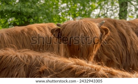 A young Scottish highland cow among a "sea" of her kin on a spring day.A curious cow with small horns and shaggy, long, red hair raised her head over the backs of her numerous grazing "friends". Royalty-Free Stock Photo #2432943305