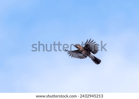Eurasian Jay (garrulus glandarius) flying with cloud sky background