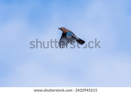 Eurasian Jay (garrulus glandarius) flying with cloud sky background