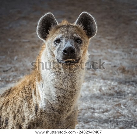 The hyena is Africas most common large carnivore. Spotted hyena portrait. Crocuta crocuta. Photo of spotted hyena in national park. Travel photo,