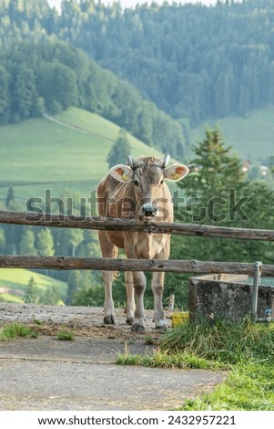 Portrait of a beautiful calf standing looking into the camera. Beautiful young calf in Appenzell Swiss mountains, The calf is standing behind a wooden beam. Typical cow in alpine european countries.
