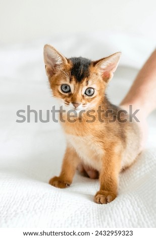 Small little newborn kitty, wild-colored kittens of Abyssinian cat breed lie, sleep sweetly on soft white blanket in bed. Funny fur fluffy kitty at home. Cute pretty brown red pet pussycat, blue eyes. Royalty-Free Stock Photo #2432959323