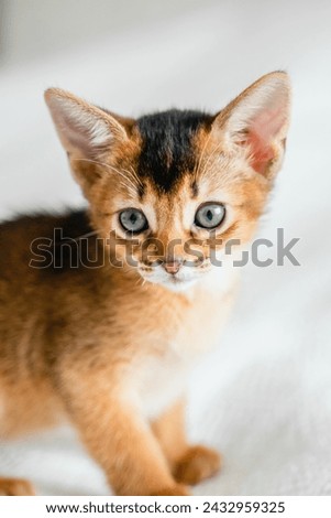 Small little newborn kitty, wild-colored kittens of Abyssinian cat breed lie, sleep sweetly on soft white blanket in bed. Funny fur fluffy kitty at home. Cute pretty brown red pet pussycat, blue eyes. Royalty-Free Stock Photo #2432959325