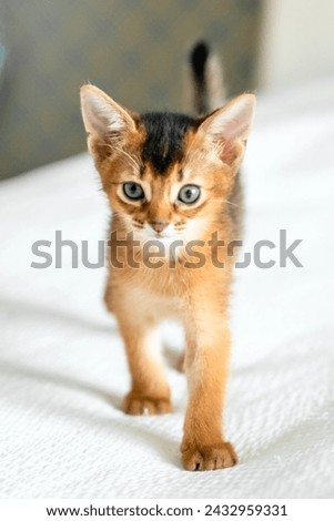 Small little newborn kitty, wild-colored kittens of Abyssinian cat breed lie, sleep sweetly on soft white blanket in bed. Funny fur fluffy kitty at home. Cute pretty brown red pet pussycat, blue eyes. Royalty-Free Stock Photo #2432959331