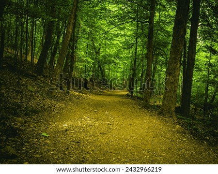 Hazy pass through a forest
