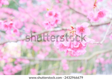 Close-up pink Sakura flowers on a branch,Pink cherry blossom blooming in Spring, sakura japan branches against the blue sky.