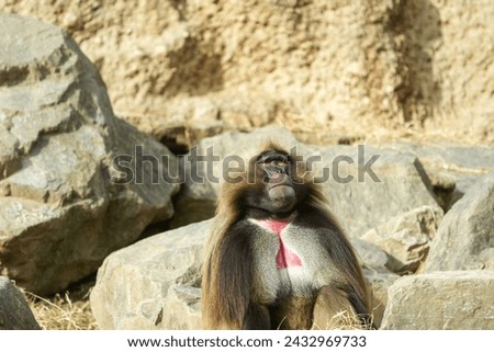 portrait of a male alpha baboon in the zoo
