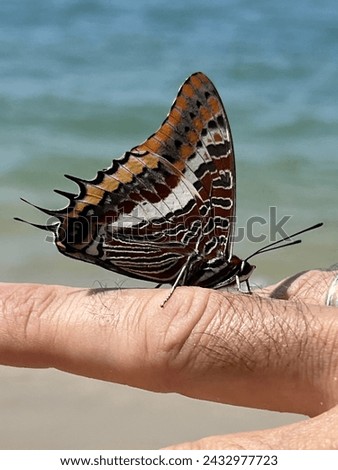 Butterfly perched on a man's finger with the sea in the background