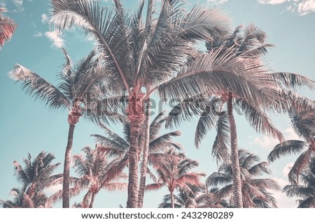 Retro toned photo of coconut palm trees against the sky, summer holidays background.