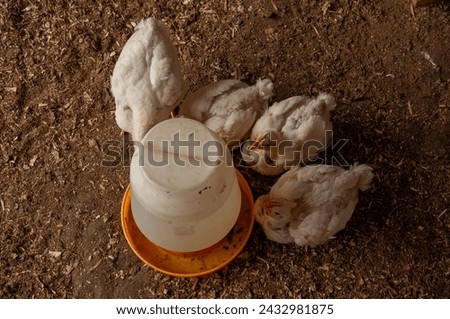 A group of baby white Rock chickens drinking water out of a trough. Meat Birds (3-4 weeks old) Royalty-Free Stock Photo #2432981875