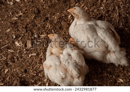 Two White Rock Chickens sitting together. Meat Birds (3-4 weeks old) Royalty-Free Stock Photo #2432981877