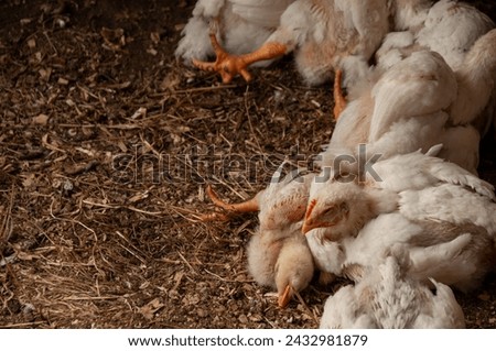 A group of baby white Rock chickens cuddling together. Meat Birds (3-4 weeks old) Royalty-Free Stock Photo #2432981879