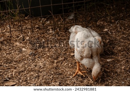 A White Rock Chicken pecking. Meat Bird (3-4 weeks old) Royalty-Free Stock Photo #2432981881