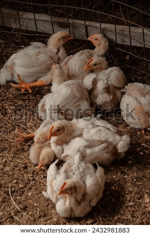 A group of baby white Rock chickens cuddling together. Meat Birds (3-4 weeks old) Royalty-Free Stock Photo #2432981883