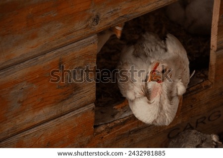 White Rock Chicken at the brooder door. Meat Birds (3-4 weeks old) Royalty-Free Stock Photo #2432981885