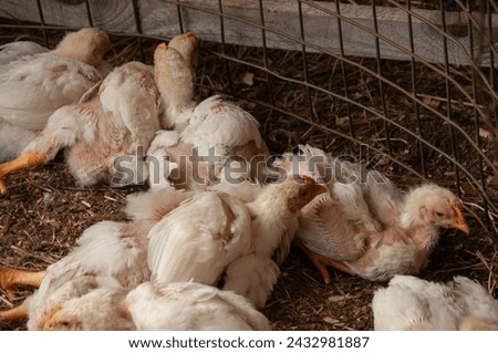A group of baby white Rock chickens cuddling together. Meat Birds (3-4 weeks old) Royalty-Free Stock Photo #2432981887