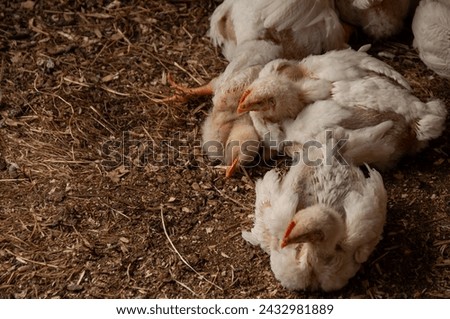 A group of baby white Rock chickens cuddling together. Meat Birds (3-4 weeks old) Royalty-Free Stock Photo #2432981889