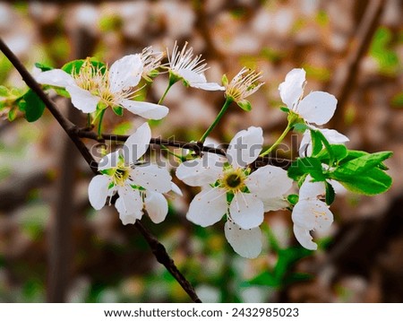 Blossom Wallpaper, Blossom tree, White blossoms, Spring Wallpaper 