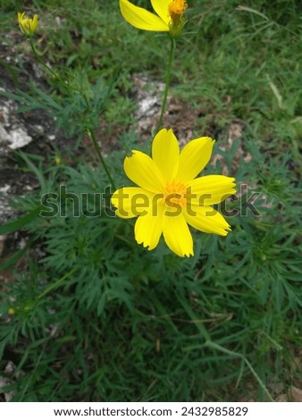 a yellow cosmos flower in the garden
