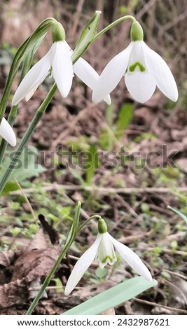 Close up on white snowdrops in garden, in March, in Poland, also a lot of green flora. 