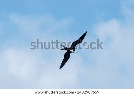 Fregat bird flying around with blue sky in galapagos island ecuador. Royalty-Free Stock Photo #2432989659