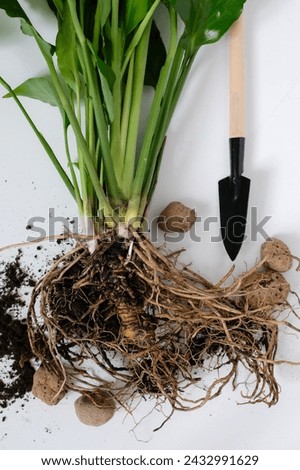 Spathiphyllum or Peace Lily Roots Bound. Dirt. Expanded Clay. Shovel. House Plant Transplantation. Propagation, Dividing Perennials. Royalty-Free Stock Photo #2432991629
