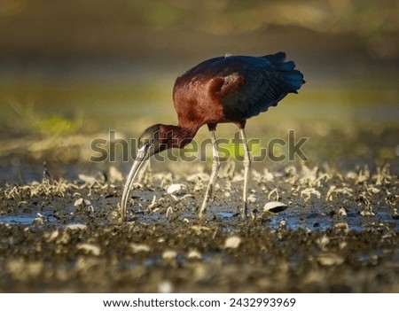 Glossy ibis with his big beak feeding on a wetland Royalty-Free Stock Photo #2432993969