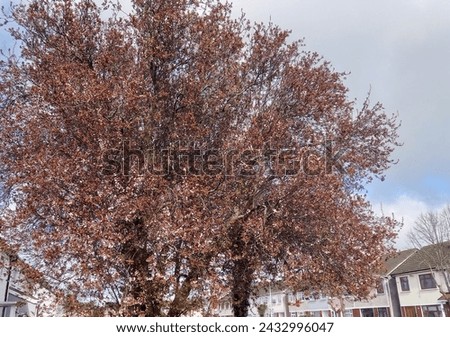 Copper cherry-plum tree in suburban garden, spring blossoms Royalty-Free Stock Photo #2432996047