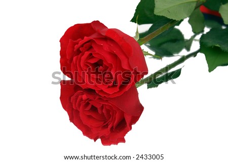 Red rose on mirror