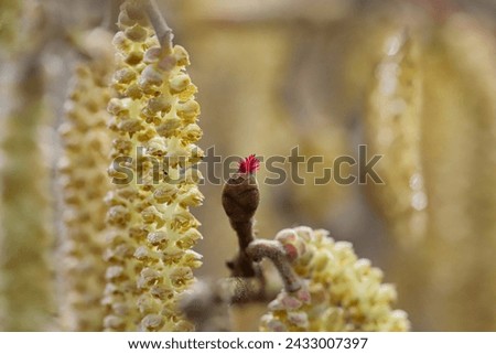 Red female flower of Corylus avellana, the common hazel and yellow male flowers Royalty-Free Stock Photo #2433007397