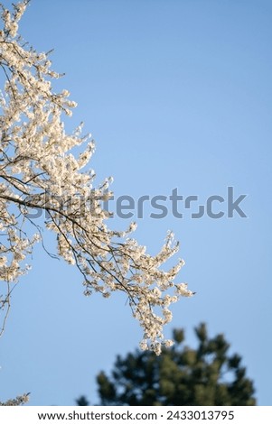 Blooming spring branches on the background of blue sky