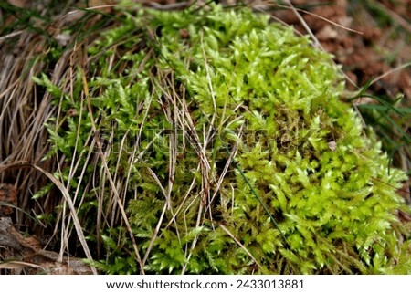 green moss in the garden Bryophyta Musci Royalty-Free Stock Photo #2433013881