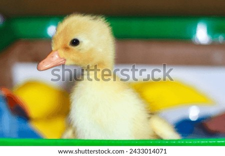 The picture of a cute little yellow duckling