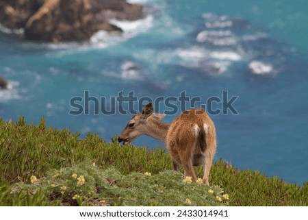 Deer on the California coastline