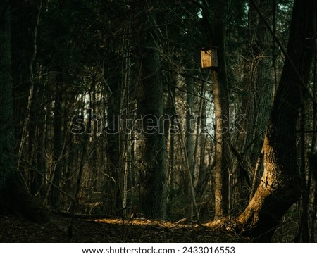 Image is taken in the woods near Vilnius. A birdbox lighted by the sun in dark wood
