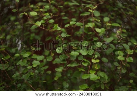 Green leaves on a blurred background Royalty-Free Stock Photo #2433018051