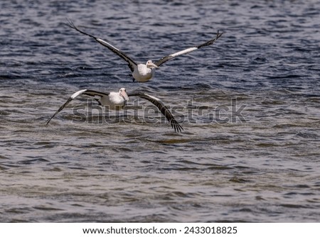 A pair of beautiful pelicans flying over the water one with his wings up and the other with its wings down. 