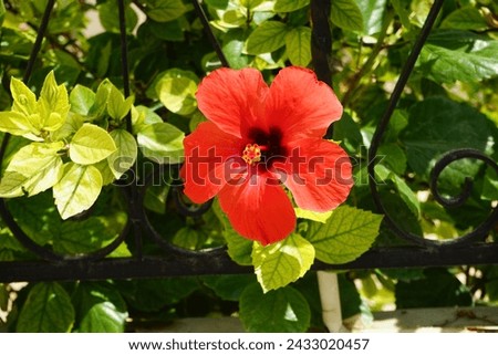 Hibiscus rosa-sinensis blooms with red flowers in August. Hibiscus rosa-sinensis, Chinese-, Hawaiian hibiscus, China rose, rose mallow and shoeblackplant, is a species of tropical hibiscus. Rhodes Royalty-Free Stock Photo #2433020457