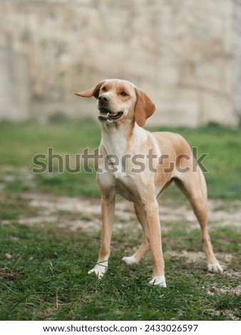 An attentive Labrador Retriever gazes forward, its ears gently lifted by the breeze Royalty-Free Stock Photo #2433026597