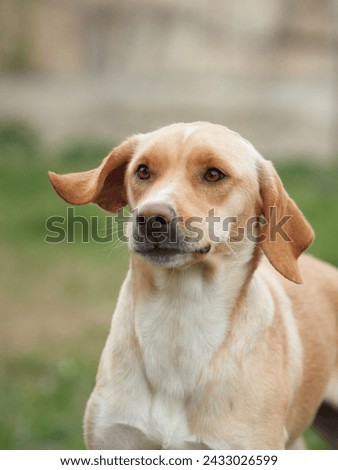 An attentive Labrador Retriever gazes forward, its ears gently lifted by the breeze Royalty-Free Stock Photo #2433026599