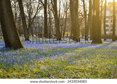 Photo of a park in spring with bluebell covered ground, Lielie kapi, Riga