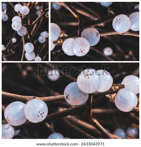 Collage art of mistletoe berry winter boho floral 