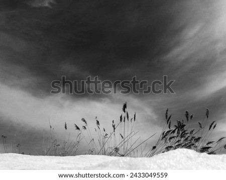 Dry grass in the snow. Black and white photo. Beautiful winter landscape.