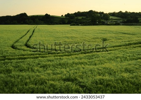 Crop fields in late Summer, located in the Lune Valley, England. Featuring gentle foreground movement from the wind, tracks in field, and warm skyline. 2023 photo.